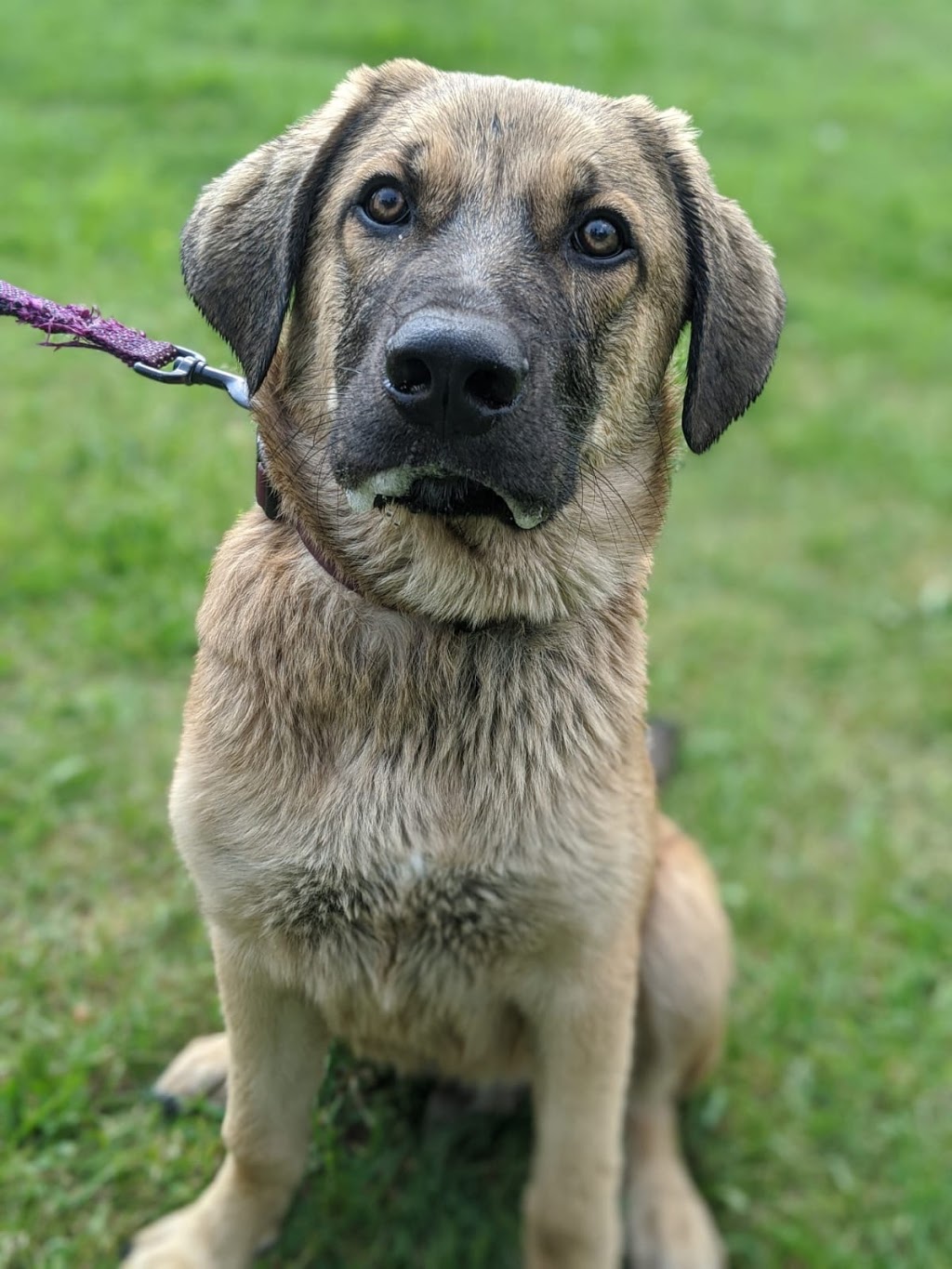 Grassroots K9 | 125795 Southgate Rd 12, Dundalk, ON N0C 1B0, Canada | Phone: (647) 687-2389