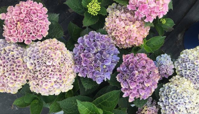 Town & Country Garden Centre | R.R. #3 217729, Concession Rd 3, Owen Sound, ON N4K 5N5, Canada | Phone: (519) 376-1112