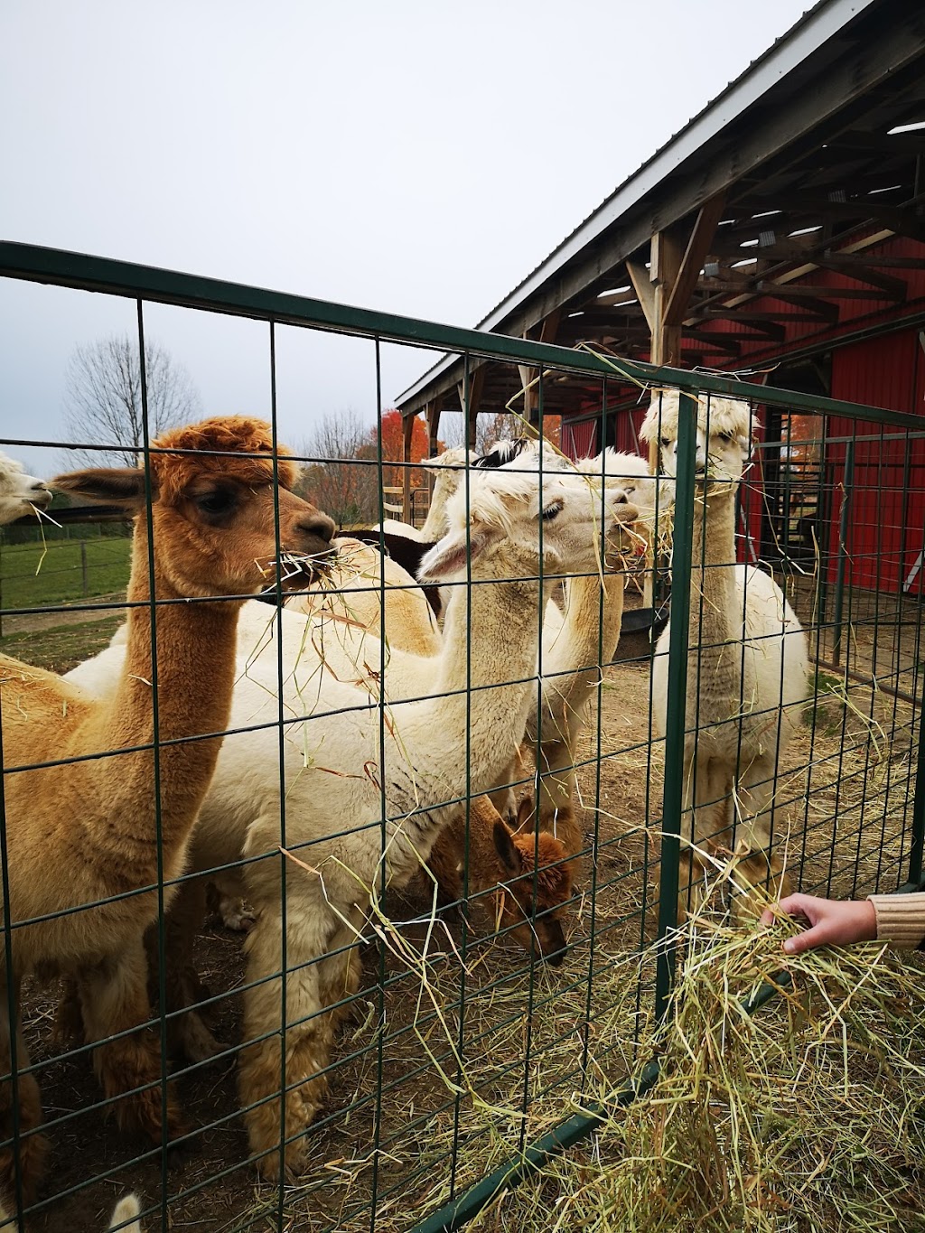Twistlane Alpacas | 1570 Concession 3 Rd, Goodwood, ON L0C 1A0, Canada | Phone: (416) 818-7841
