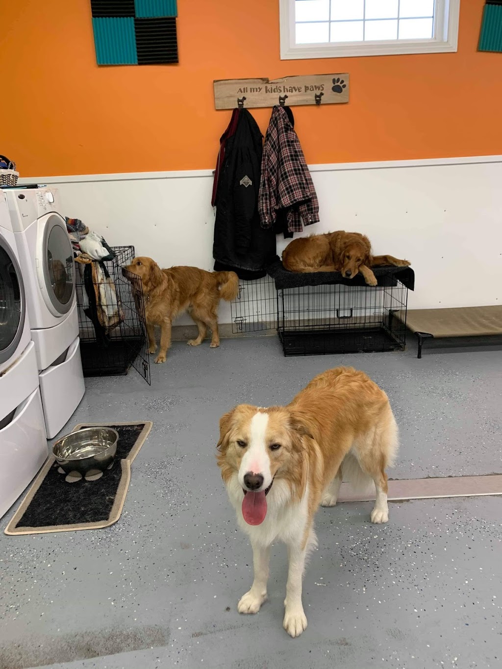 Paw-some Adventures Inc | 36 Venture Crescent, Elmsdale, NS B2S 0B2, Canada | Phone: (902) 259-2990