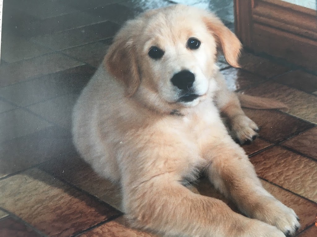 Ambercreek Regd Golden Retrievers | 3198 Clementsvale Rd, Clementsvale, NS B0S 1G0, Canada | Phone: (902) 467-3000