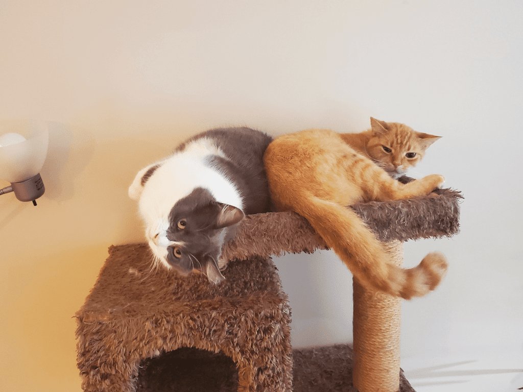 Priority Pet Boarding Service Inc. | 218 Beatrice Dr, Nepean, ON K2J 4P1, Canada | Phone: (514) 575-0544