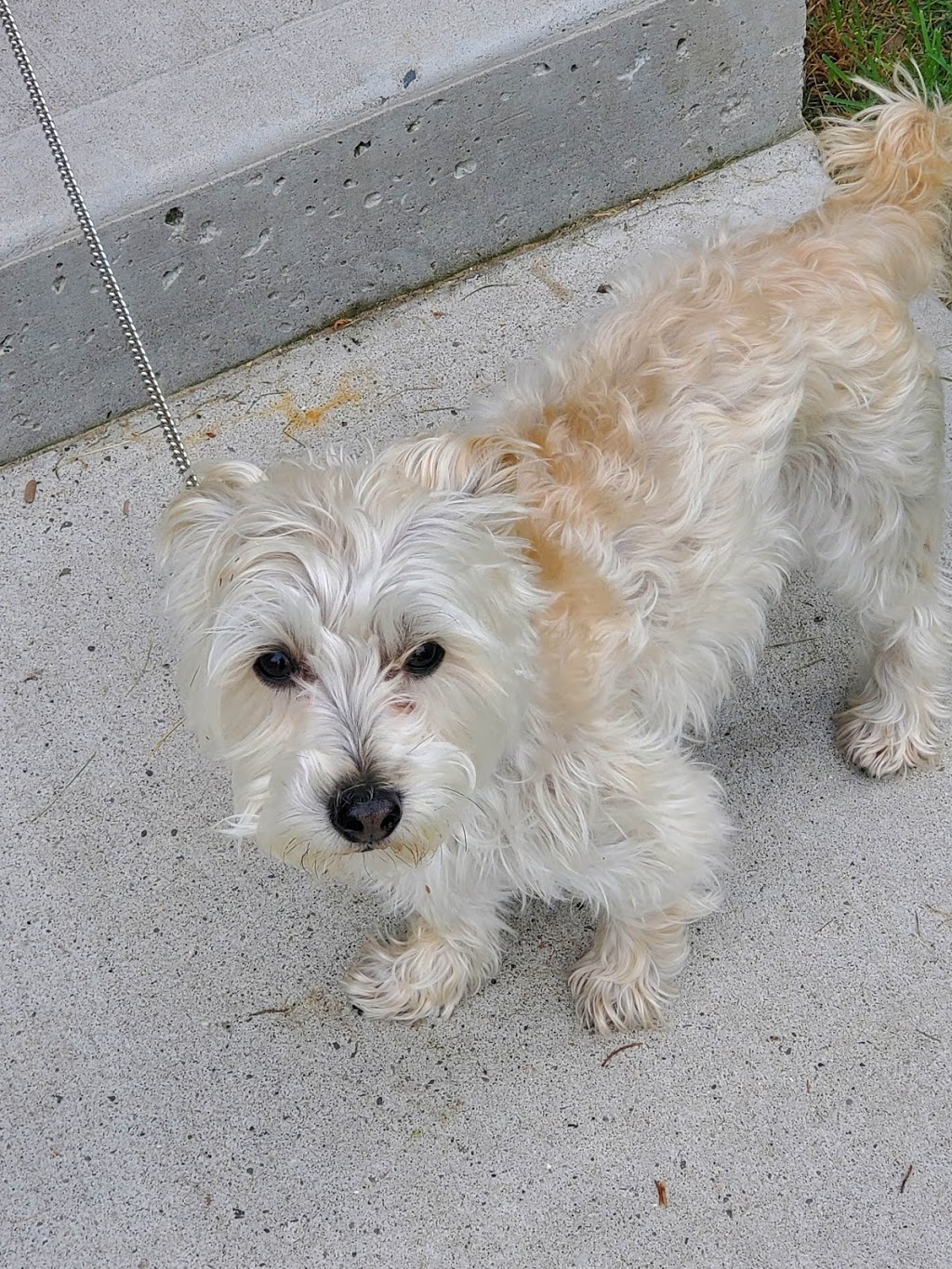 Pups N Suds | 1572 Kerns Rd, Burlington, ON L7P 3G9, Canada | Phone: (905) 320-9050