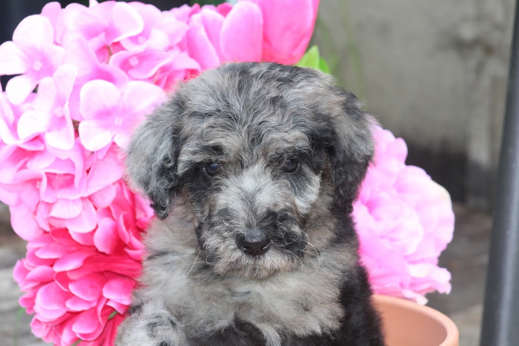Elevage Harahel Goldendoodle | 292 Route 122, Saint-Guillaume, QC J0C 1L0, Canada | Phone: (819) 473-1972
