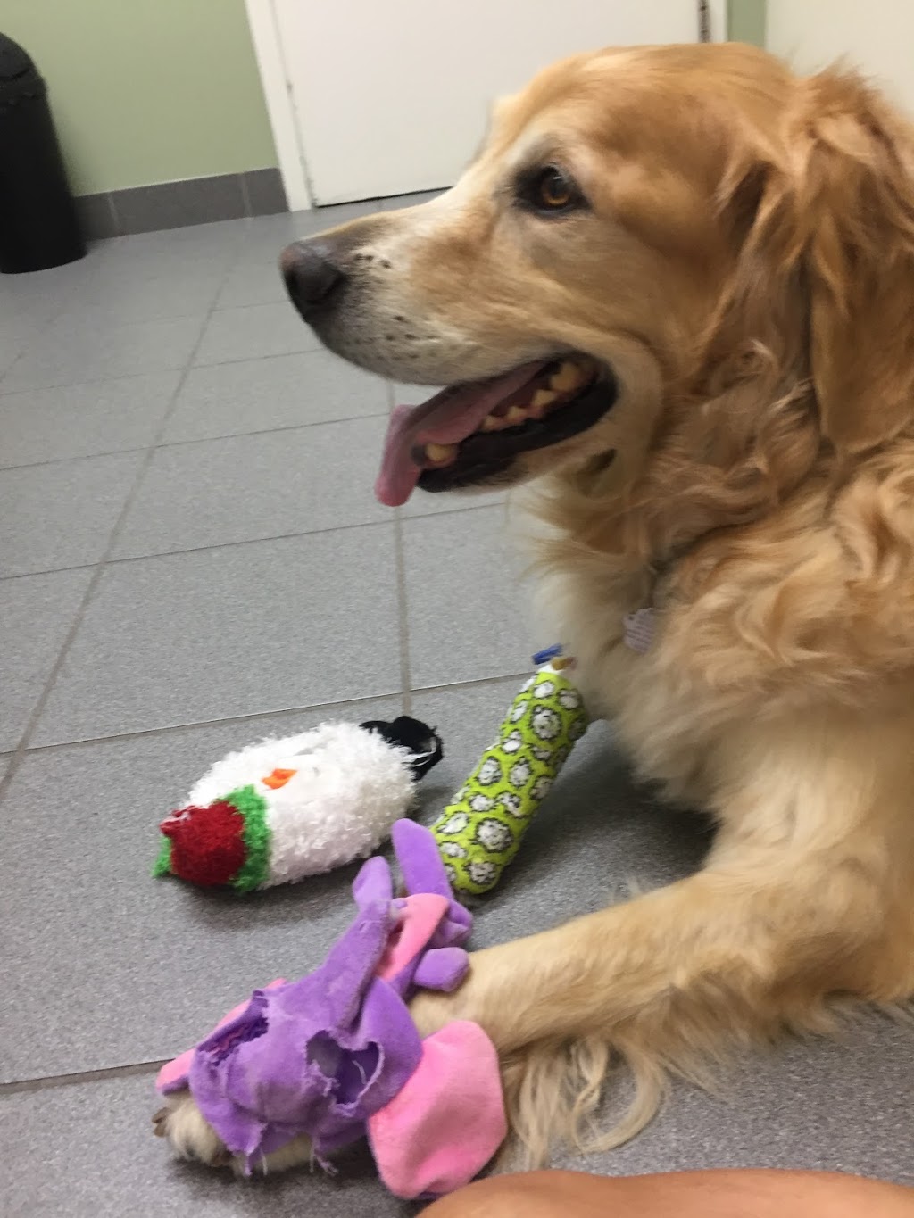Mississauga Oakville Veterinary Emergency Hospital | 2285 Bristol Cir, Oakville, ON L6H 6P8, Canada | Phone: (905) 829-9444