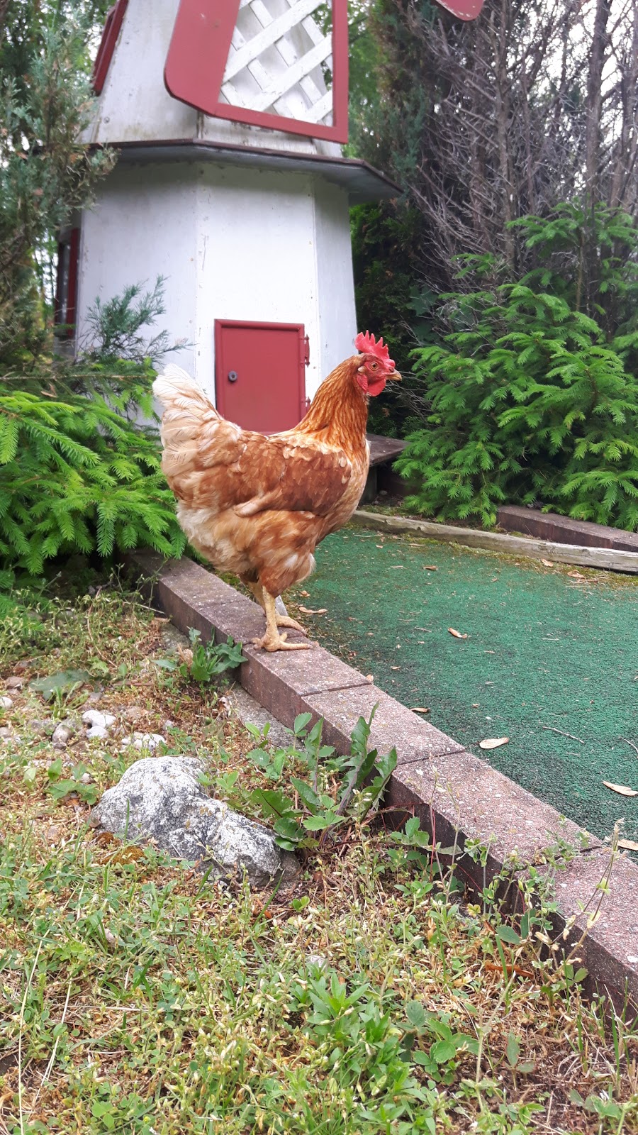 Point Farms Market and Miniature Golf | 82522 Bluewater Hwy, Goderich, ON N7A 3X9, Canada | Phone: (519) 524-6362