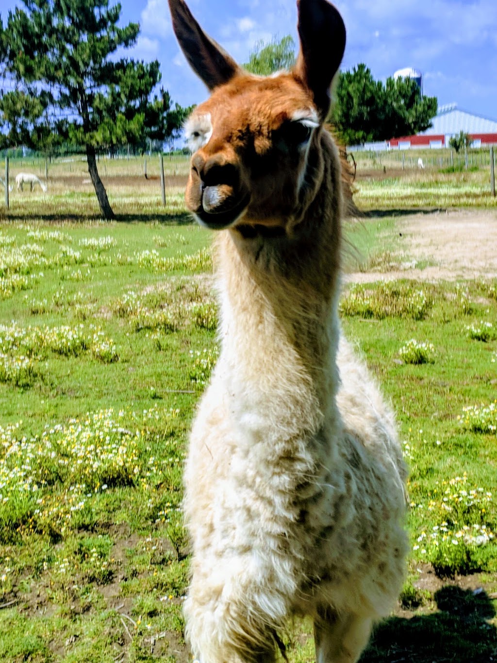 S.A.M.Y.s Alpaca Farm & Fibre Studio | 2432 Cuddy Dr, Kerwood, ON N0M 2B0, Canada | Phone: (226) 678-2649