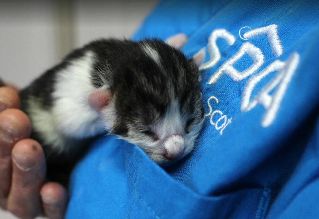 Colchester SPCA | 408 Industrial Ave, Truro, NS B2N 6Z6, Canada | Phone: (902) 893-7968