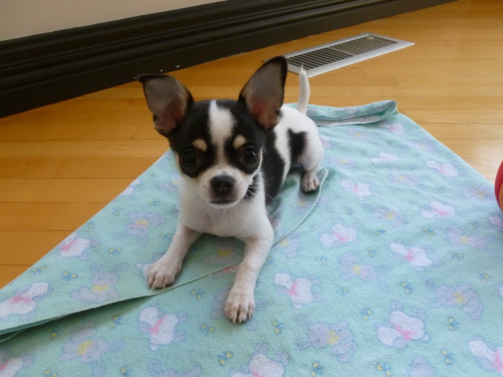 Joëlle Hamelin, intervenante en comportement canin | 287 Rue Lemonde, Granby, QC J2H 2Y1, Canada | Phone: (514) 668-0950