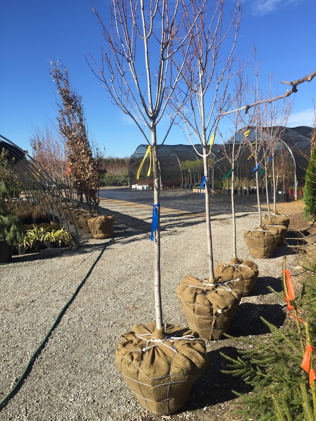 Everest Nurseries (Wholesale only at this location) | 470 Bruce County Rd 8, Wiarton, ON N0H 2T0, Canada | Phone: (519) 935-3186