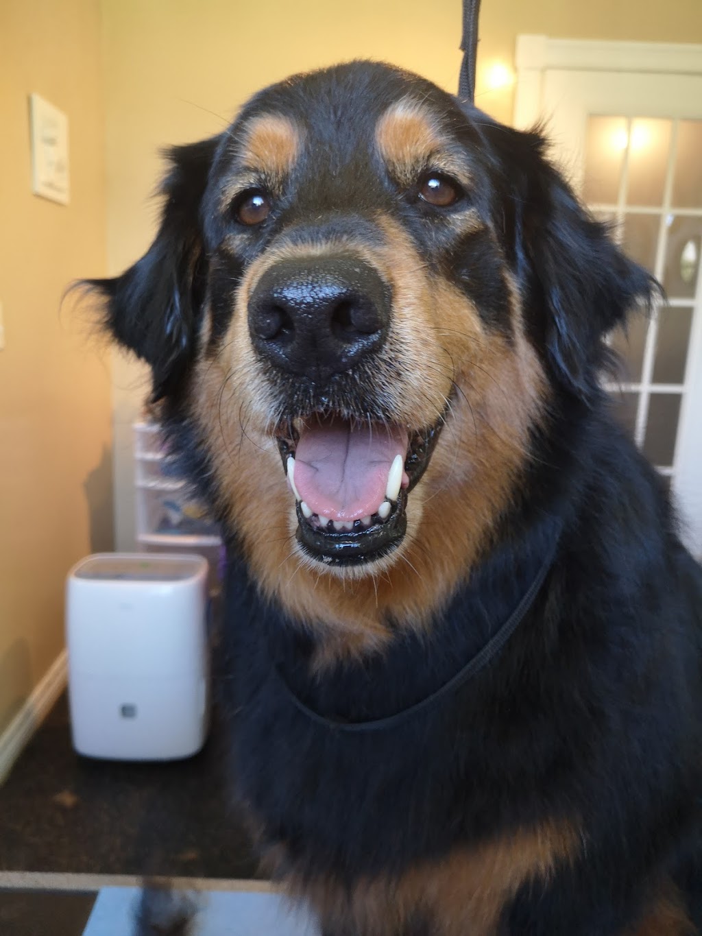 Sackville Muddy Paws Grooming Studio | 366 Main St, Sackville, NB E4L 3H6, Canada | Phone: (506) 224-0045