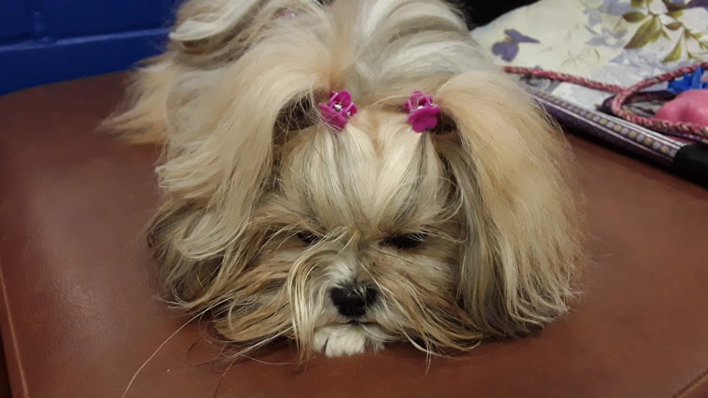 Club Canin Chomedey Inc | 6990 Av. des Perron, Laval, QC H7J 1G6, Canada | Phone: (450) 963-1298