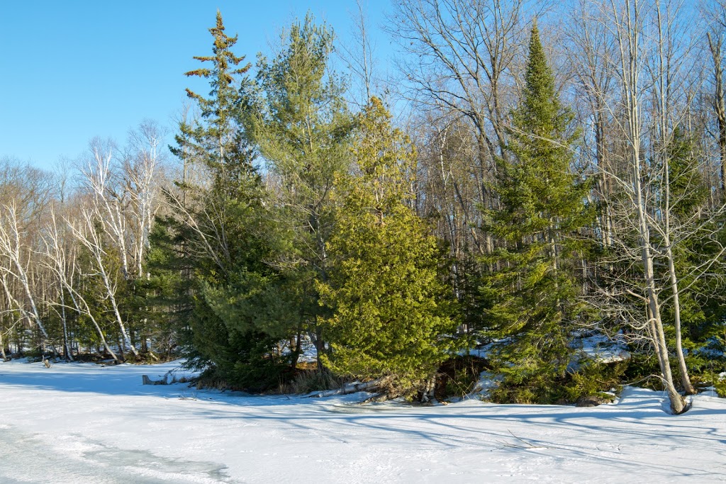 Morris Island Conservation Area | 156 Morris Island Dr, Fitzroy Harbour, ON K0A 1X0, Canada | Phone: (613) 253-0006
