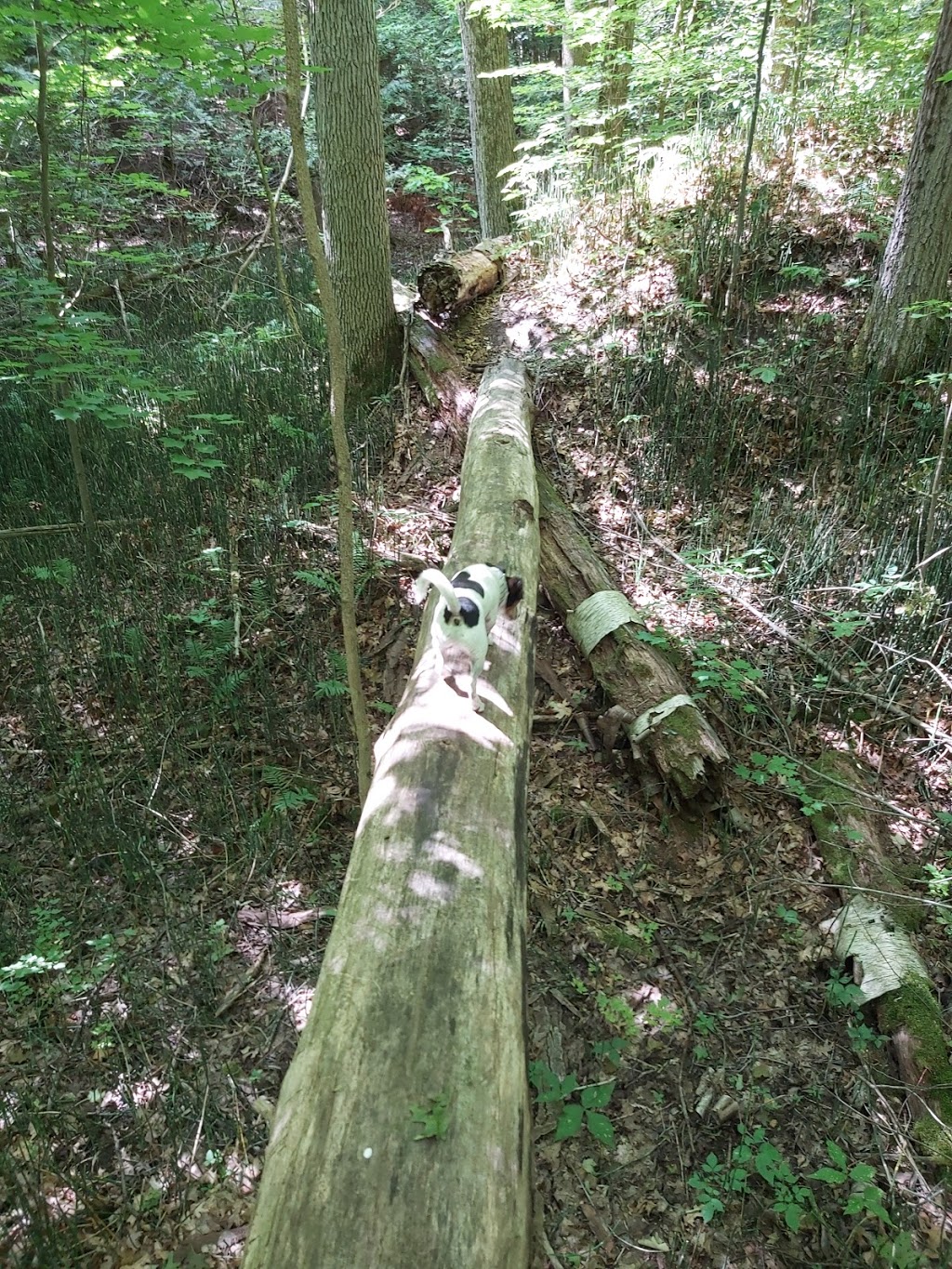 Sidney Conservation Area | 379 Airport Rd, Stirling, ON K0K 3E0, Canada | Phone: (613) 968-3434