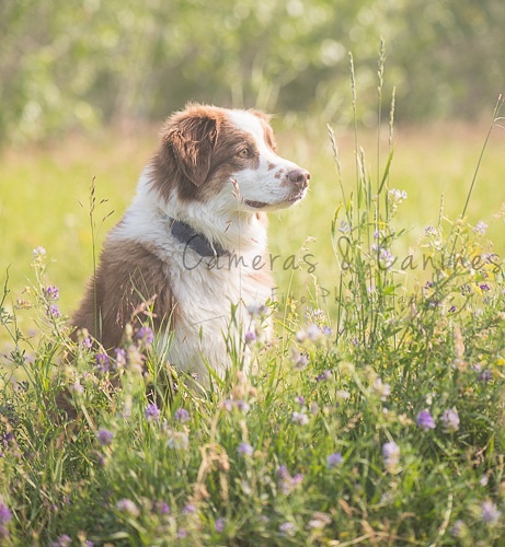 Cameras and Canines | B.1339 206020, Hwy 762, Bragg Creek, AB T0L 0K0, Canada | Phone: (403) 700-7387