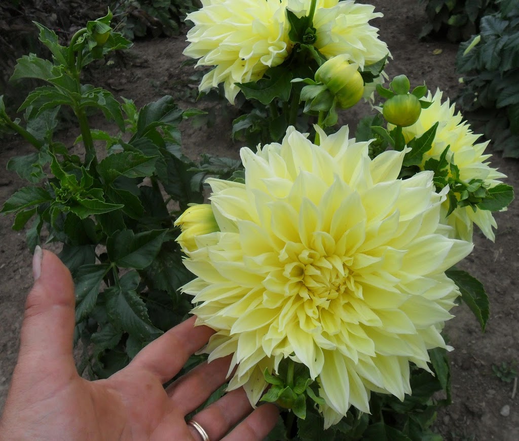 Quinte Botanical Gardens | 664 Glen Ross Rd, Frankford, ON K0K 2C0, Canada | Phone: (613) 398-0402
