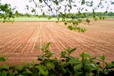 Nictaux Farms | 8395 NS-201, Middleton, NS B0S 1P0, Canada | Phone: (902) 825-4600