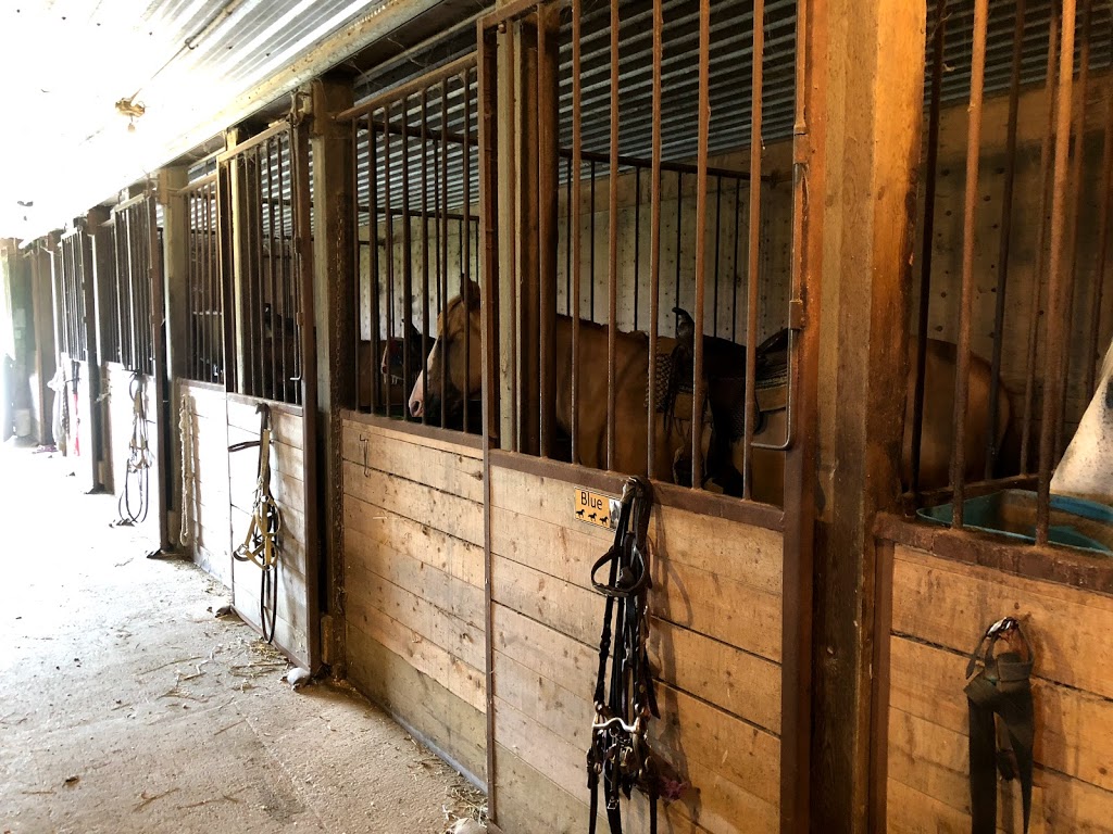 Kuzenko Stables | 4507 Courtice Rd, Hampton, ON L0B 1J0, Canada | Phone: (905) 447-3212