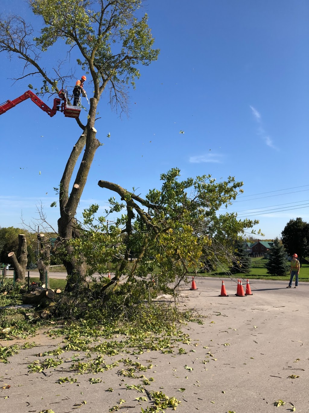Florapine Tree Service Inc. | 8768 ON-6, Arthur, ON N0G 1A0, Canada | Phone: (519) 669-1836