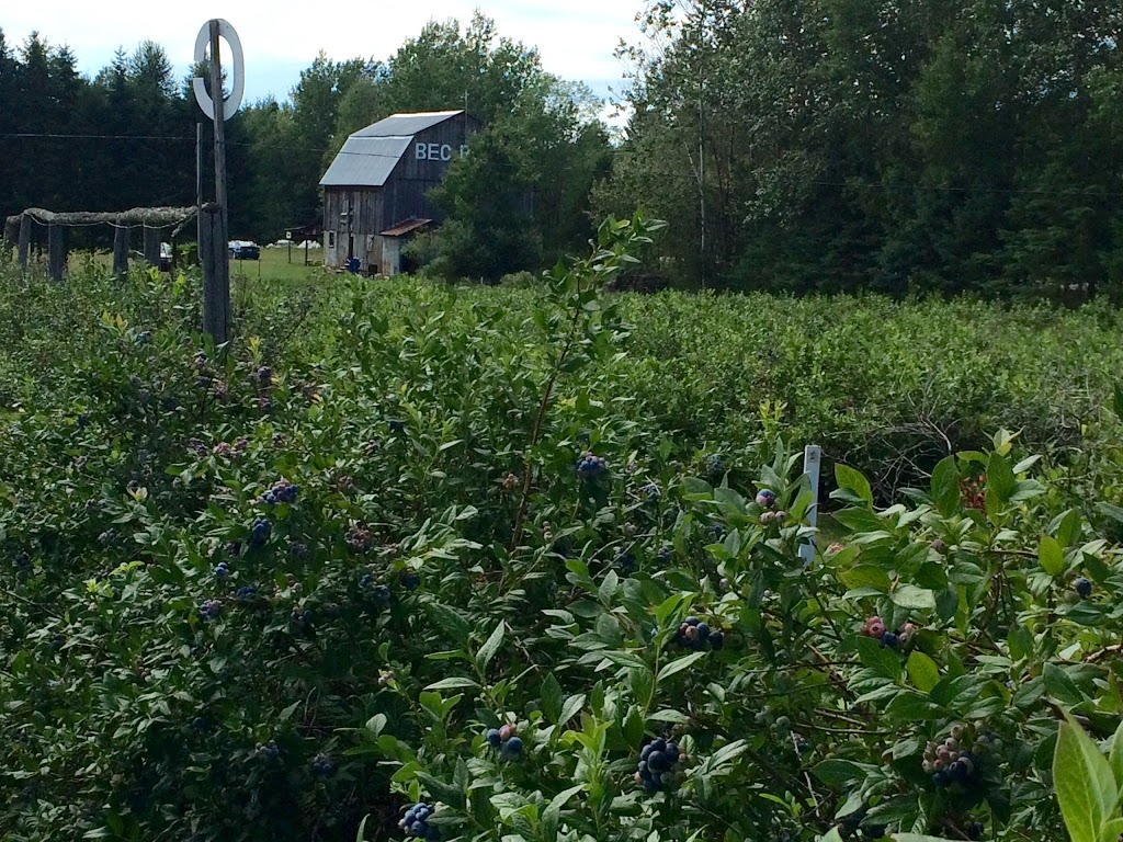Bleuetière Bec Bleu | 4510 Chemin Orr, Cookshire-Eaton, QC J0B 1M0, Canada | Phone: (819) 861-2538