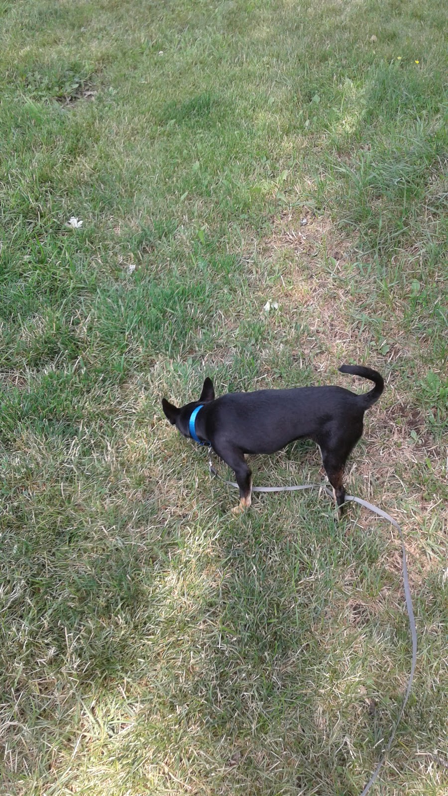 GrandView Animal Care Center | 2409 Union Rd, Cheektowaga, NY 14227, USA | Phone: (716) 608-6383