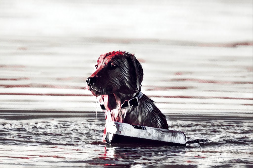 Ultimategundog | RR270, Cayley, AB T0L 0P0, Canada | Phone: (403) 422-4883