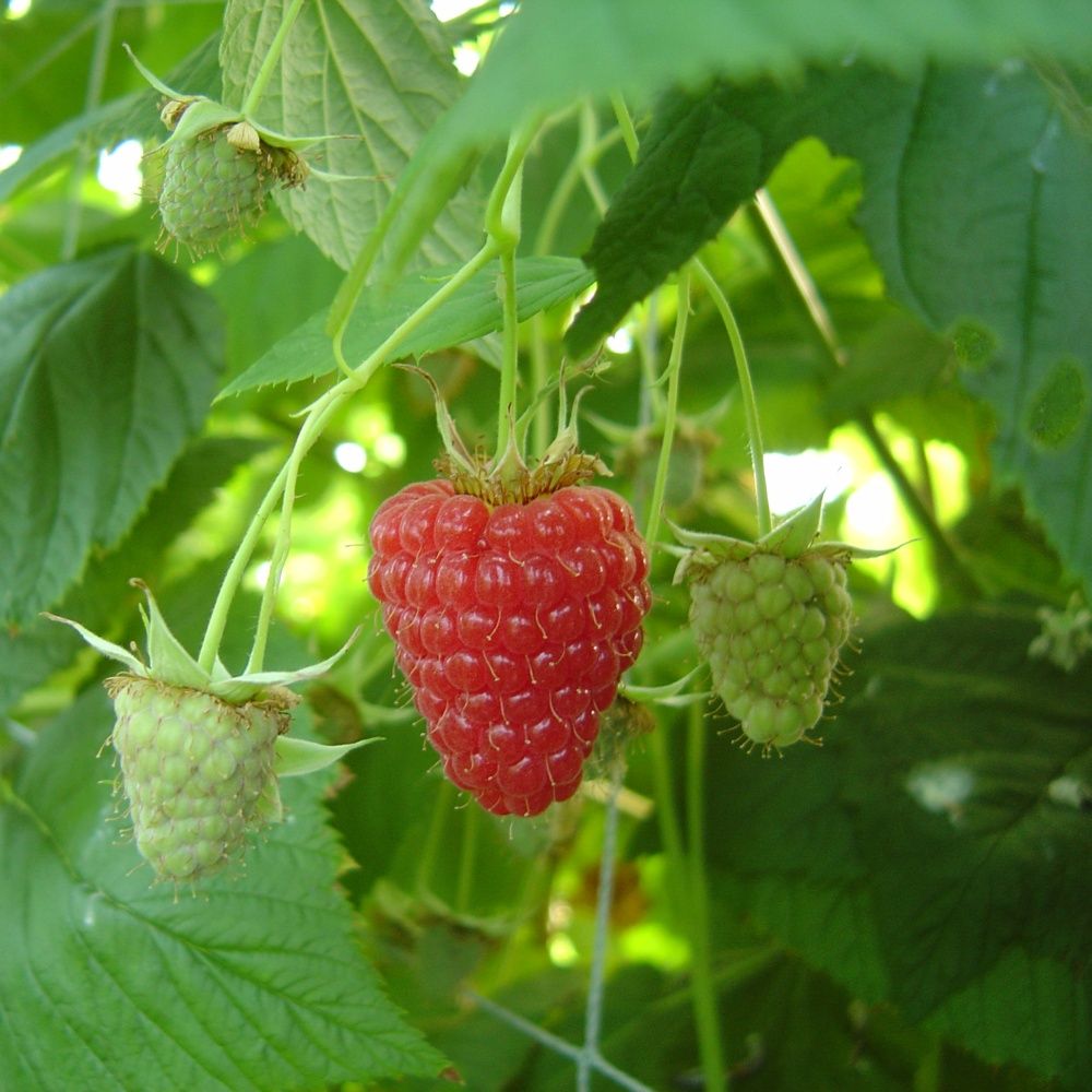 Fraisière & framboisière Karl Lauzière | 180 12e Rang N, Saint-Nazaire-dActon, QC J0H 1V0, Canada | Phone: (819) 392-2249