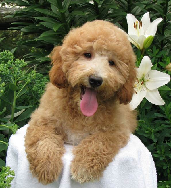 Misty Pines Kennel | 5638 Line 60, Monkton, ON N0K 1P0, Canada | Phone: (519) 465-7687