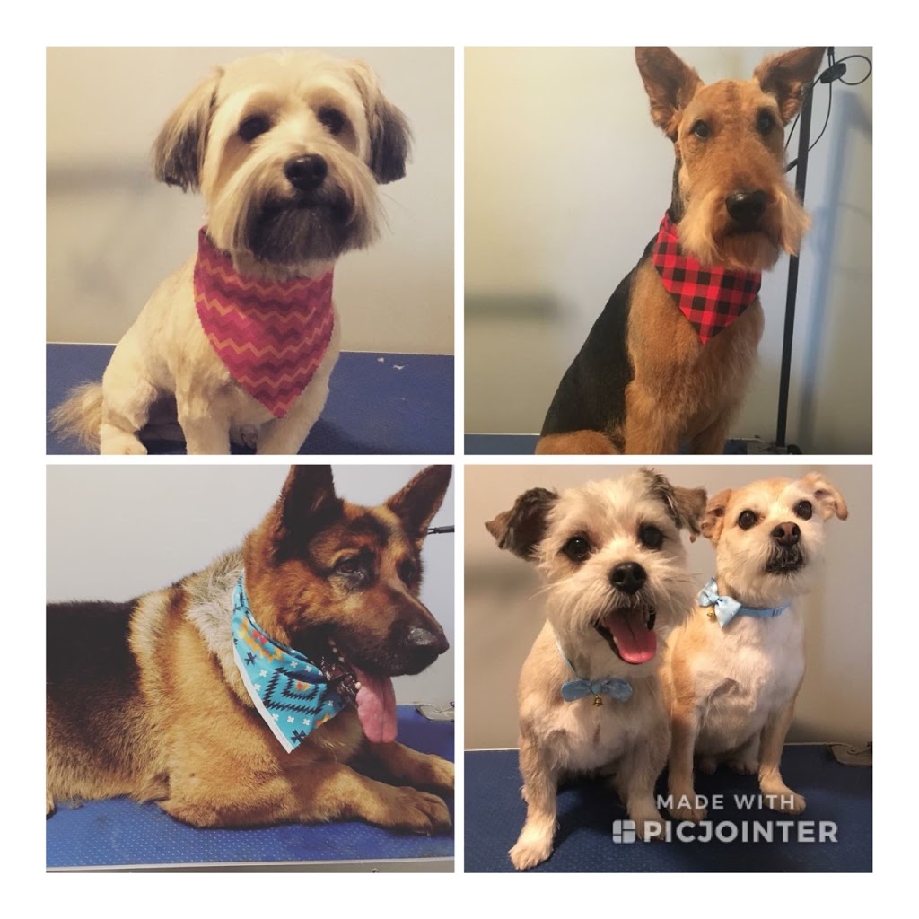 Stephs Dog Grooming | 67 Woodstock St S, Tavistock, ON N0B 2R0, Canada | Phone: (226) 749-0879
