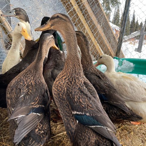 The TK Farm | 7589 Yale Rd, 100 Mile House, BC V0K 2E2, Canada | Phone: (778) 888-9094