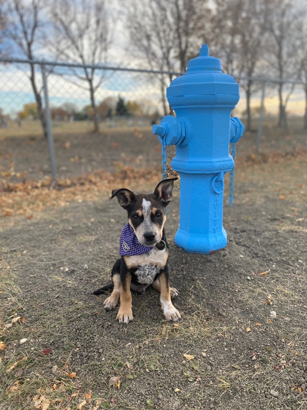 The Bark Park | Rosetown, SK S0L 2V0, Canada | Phone: (306) 882-2214