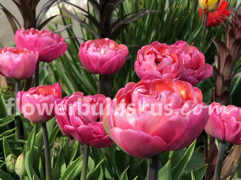 Flowerbulbsrus.com | 370 Britannia Rd E Unit 7, Mississauga, ON L4Z 1X9, Canada | Phone: (888) 890-0936