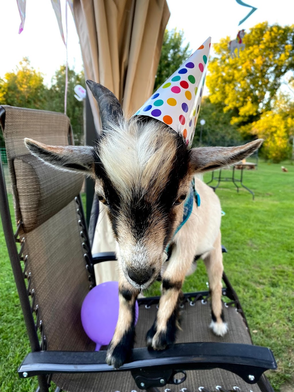 Lizzias Goat Yoga | 3 Weir Rd, Hamilton, ON L0R 1T0, Canada | Phone: (289) 644-7718