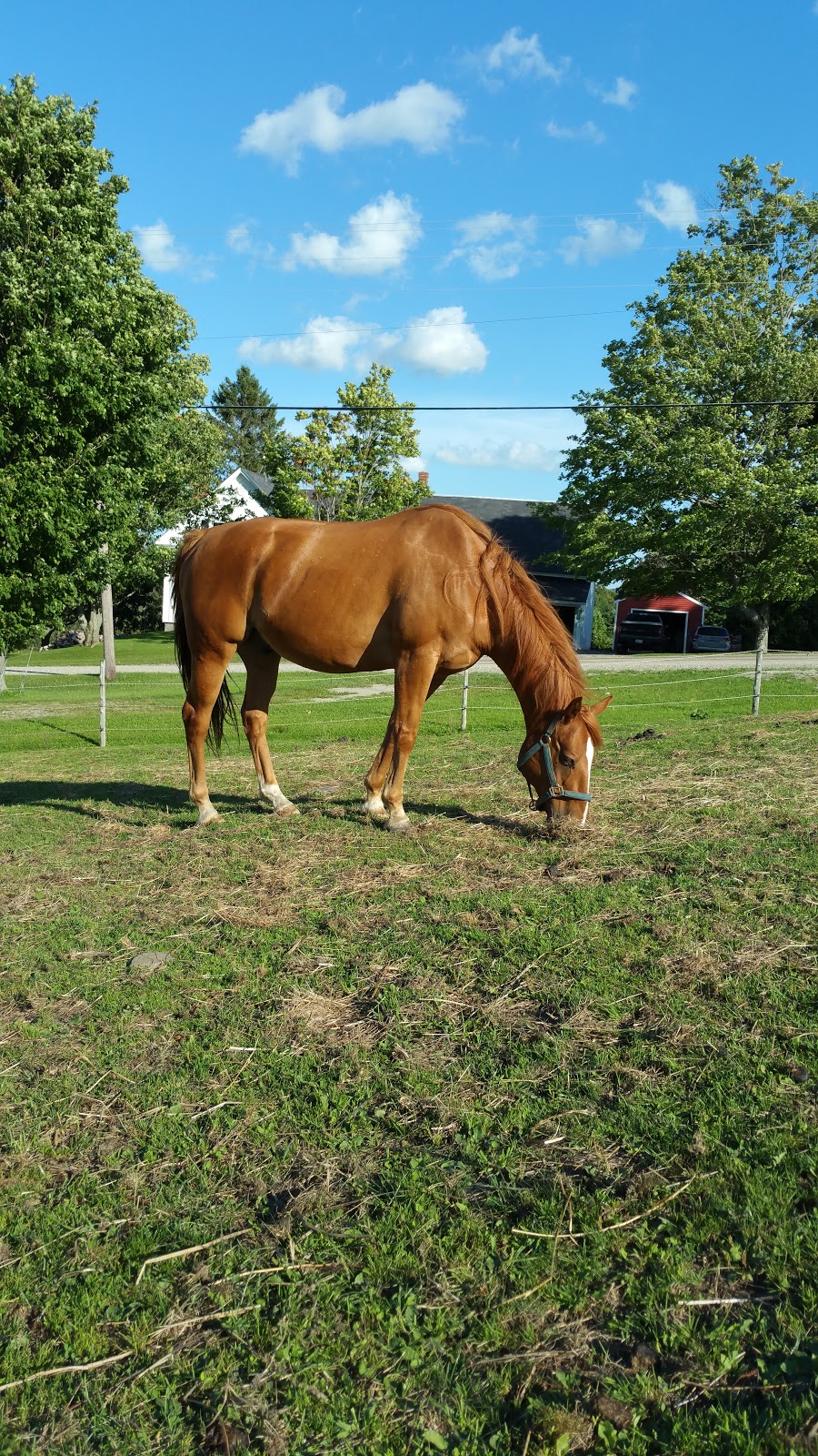 Reining Hope AEAAT LLC and Reining Hope THP LTD a 501(c)3 Non-pr | 574 Sunset Dr, Morgan, VT 05853, USA | Phone: (802) 895-9166