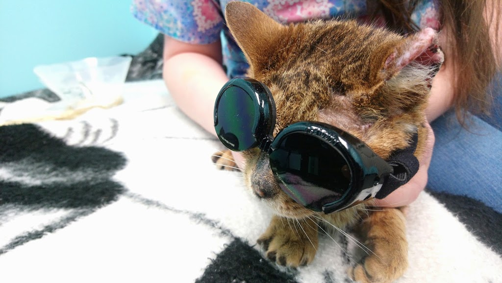 Westside Animal Clinic Inc | 5232 199 St NW, Edmonton, AB T6M 0E4, Canada | Phone: (780) 481-4393