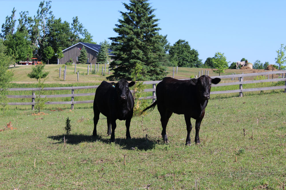 Rockcliffe Farm - Naturally Raised Meat & Produce | 388114 Mono Centre Rd, Mono, ON L9W 6V8, Canada | Phone: (905) 505-6650