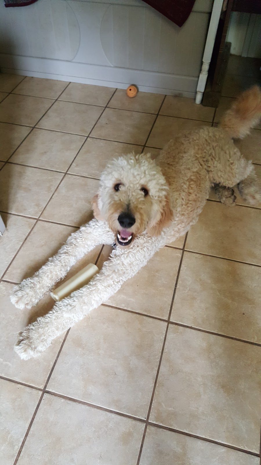 Woodlands Pet Resort | 400 E Uniacke Rd, Mount Uniacke, NS B0N 1Z0, Canada | Phone: (902) 866-3633