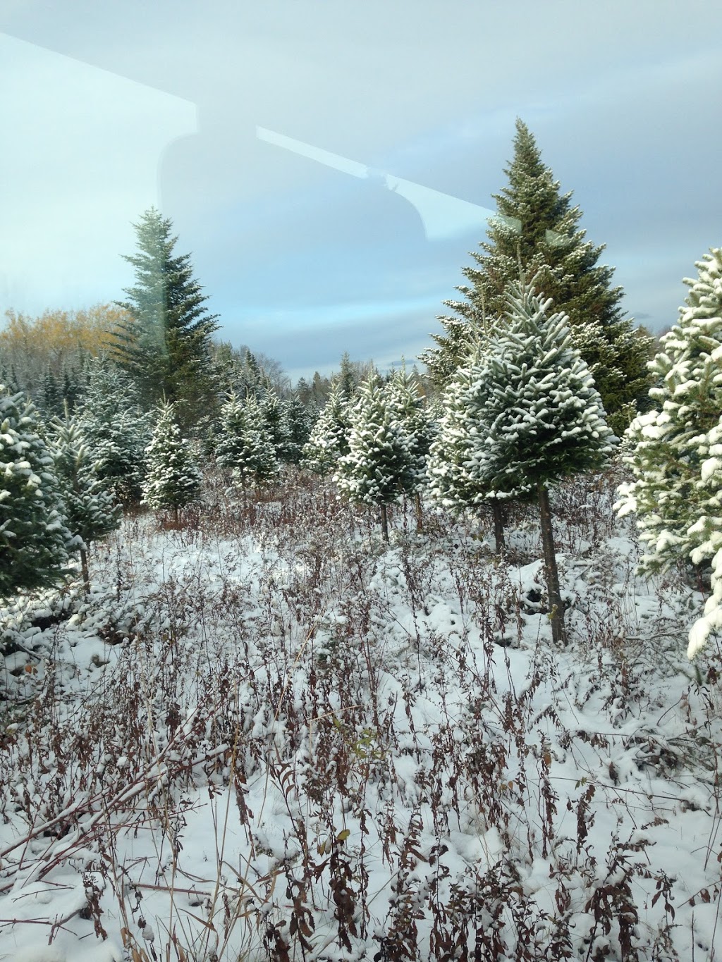 LJKR Balsam Fir Christmas Tree Farm | point of interest | 372 Schofield Rd, Wolfville, NS B4P 2R2, Canada | 9025425182 OR +1 902-542-5182