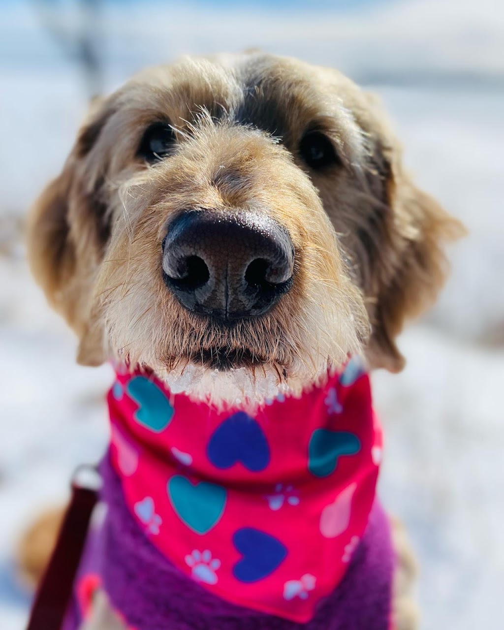 Angies Pawsitive Pet Services | 3409 Lee Ave, Cumberland Beach, ON L0K 1G0, Canada | Phone: (705) 309-5391