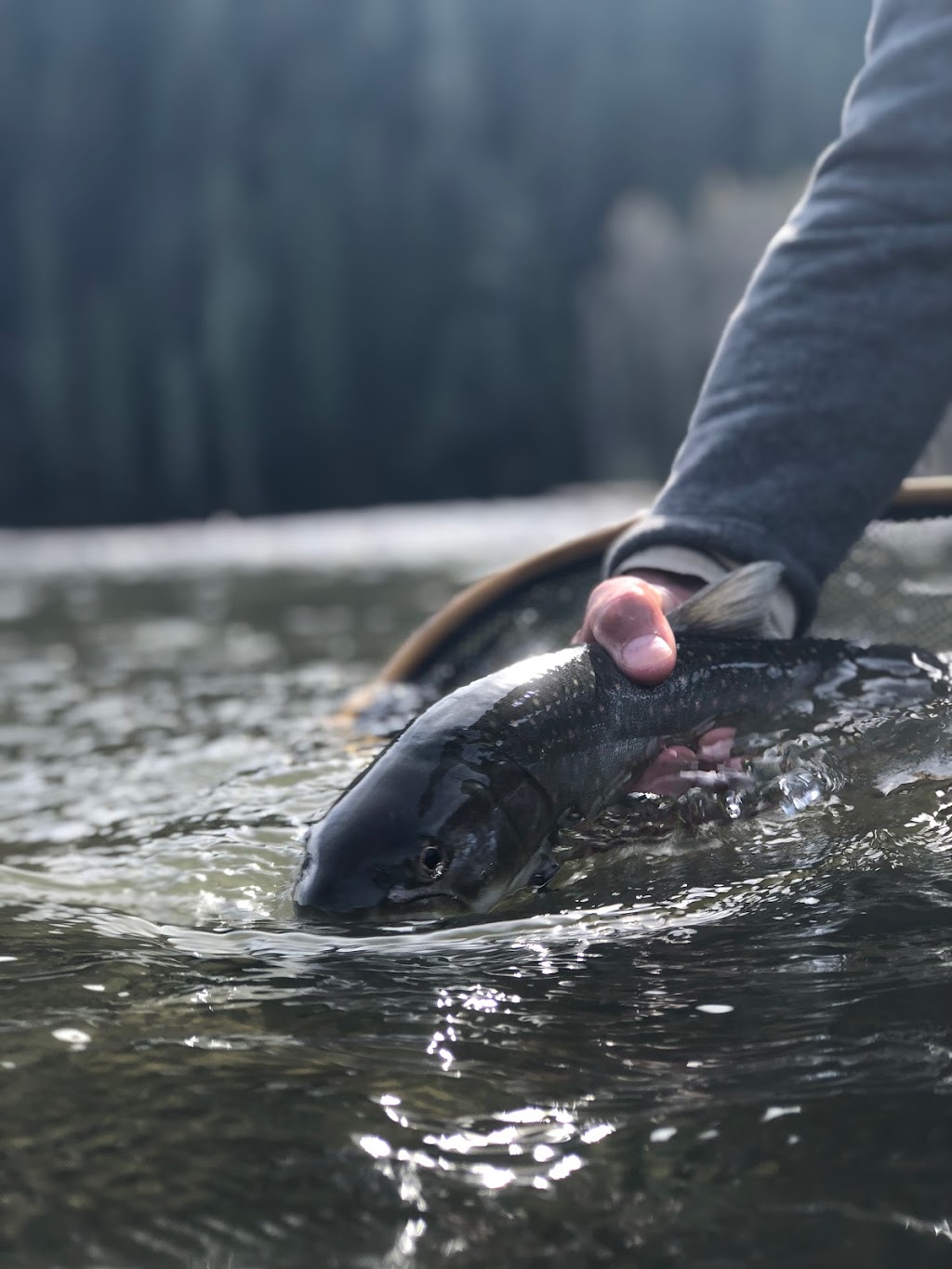 Valley Fishing Guides Ltd. | 41955 Birken Rd, Brackendale, BC V0N 1H0, Canada | Phone: (604) 938-4458