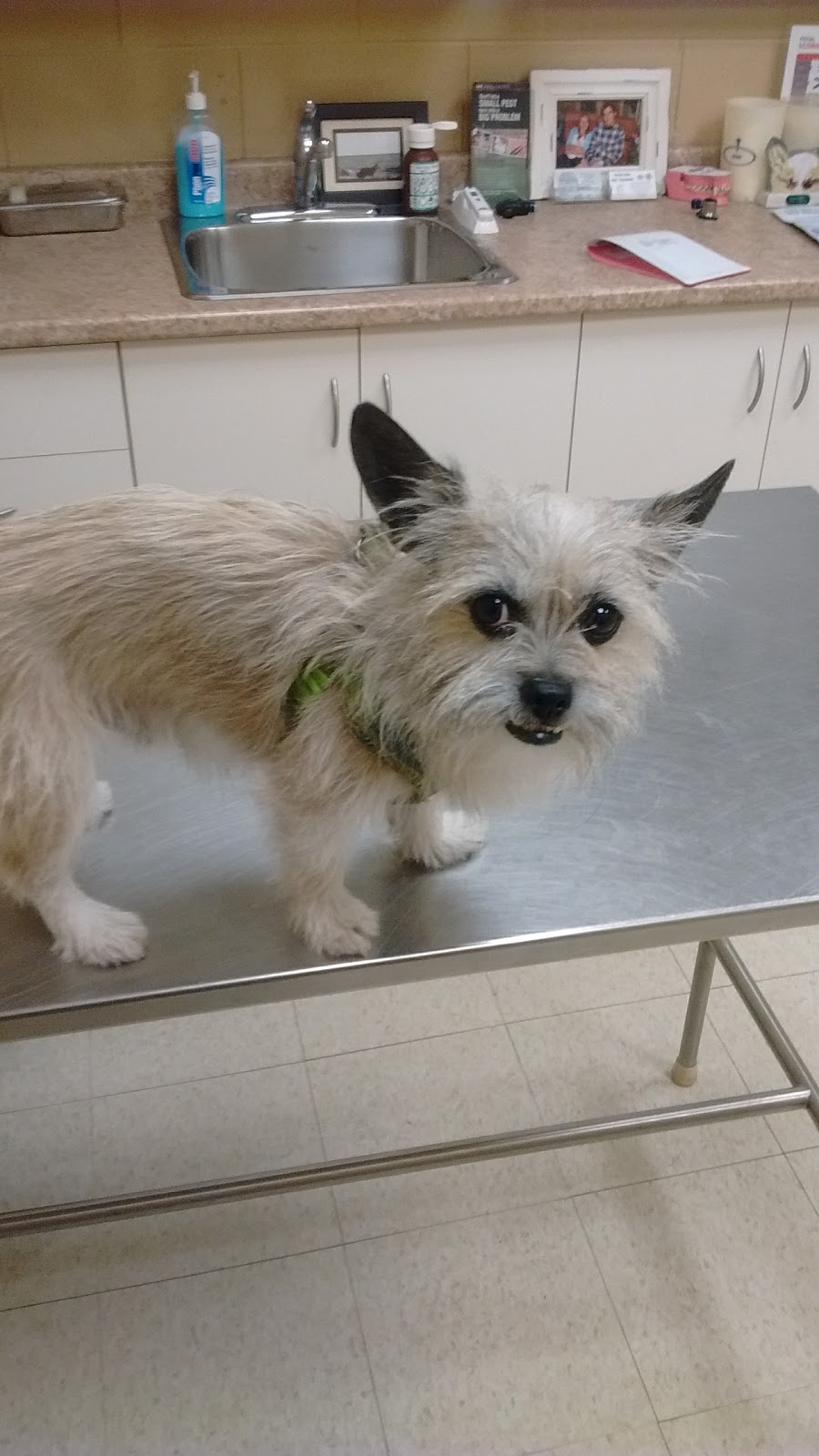 Peterborough Pet Hospital | 379 Lansdowne St E, Peterborough, ON K9L 2A3, Canada | Phone: (705) 742-8837