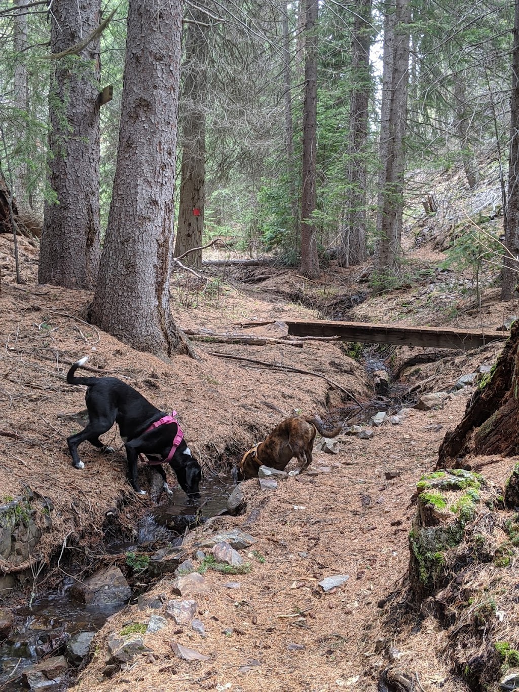 Kimberley Nordic Club | 840 N Star Dr, Kimberley, BC V1A 3E9, Canada | Phone: (250) 427-9300