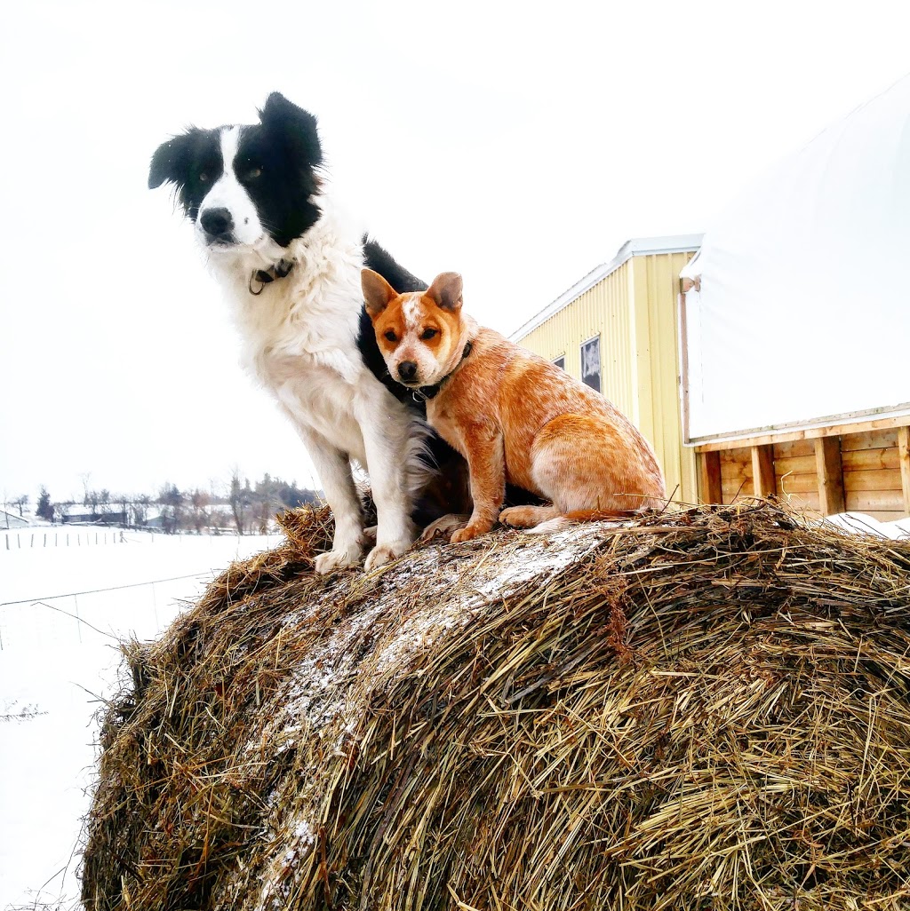 Harley Farms | 1630 Heritage Line, Keene, ON K0L 2G0, Canada | Phone: (705) 295-1925