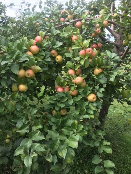 Ranch et Jardins Myké, autocueillette de bleuets et pommes | 414 Chem. des Îles, Pintendre, QC G6C 7M5, Canada | Phone: (418) 839-0207