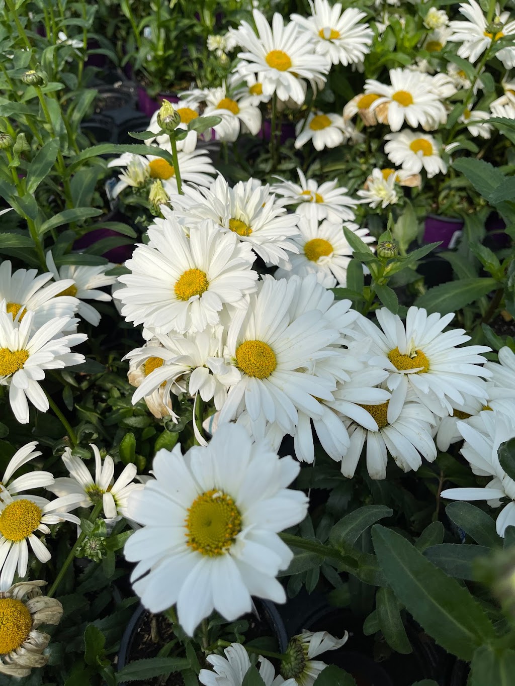 Pinecone Farms Limited | 4300 N Fraser Way, Burnaby, BC V5J 5J8, Canada | Phone: (778) 861-1290