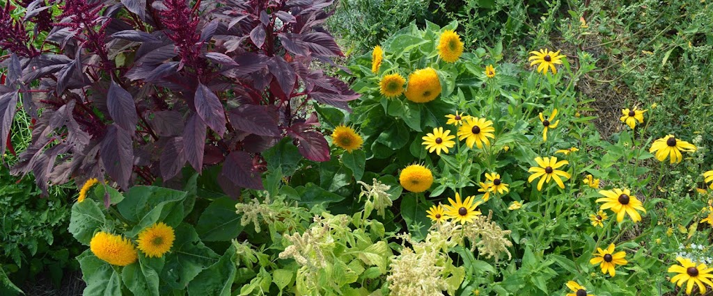 Living Landscapes | 2514 Harmony Rd, Corbyville, ON K0K 1V0, Canada | Phone: (705) 313-4769