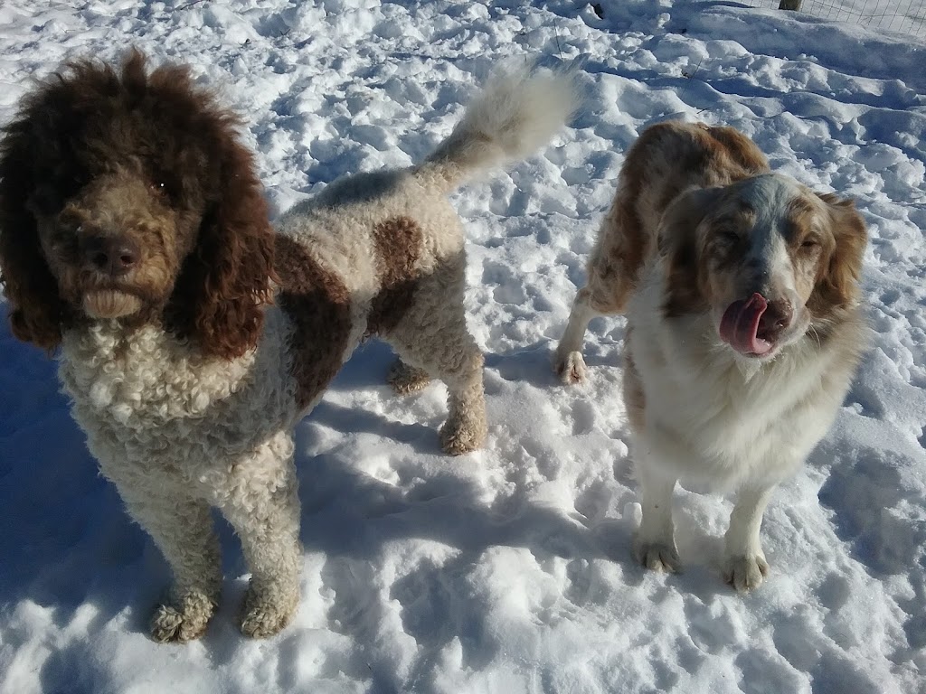 Une Belle Vie De Chien | 9500 Rang Sainte-Marguerite, Saint-Philibert, QC G0M 1X0, Canada | Phone: (418) 222-5551