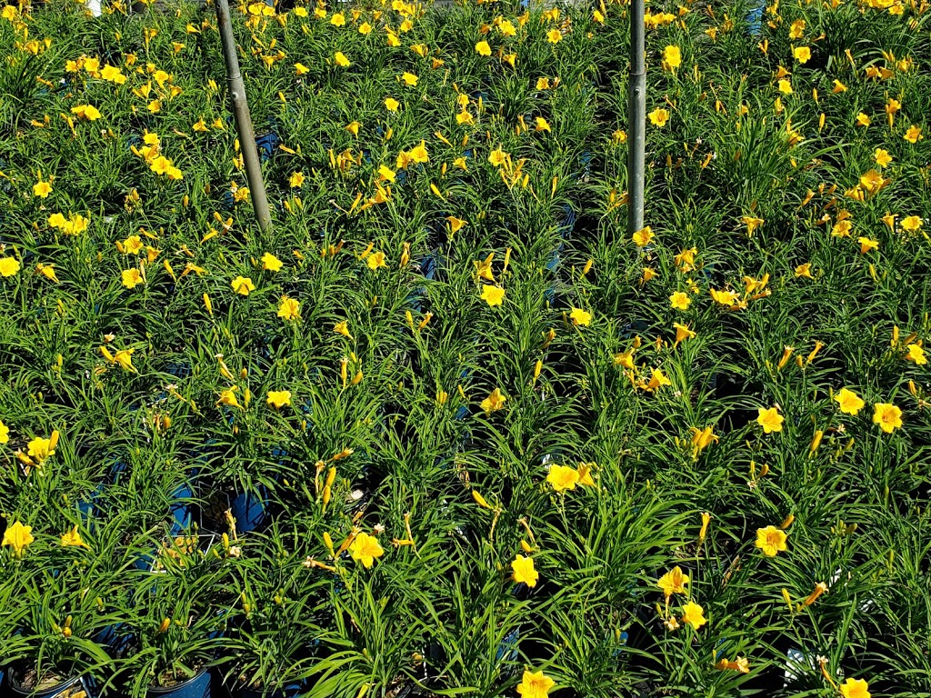 Greenlife Wholesale Nursery | 1770 Manotick Station Rd, Greely, ON K4P 1K4, Canada | Phone: (613) 692-3047
