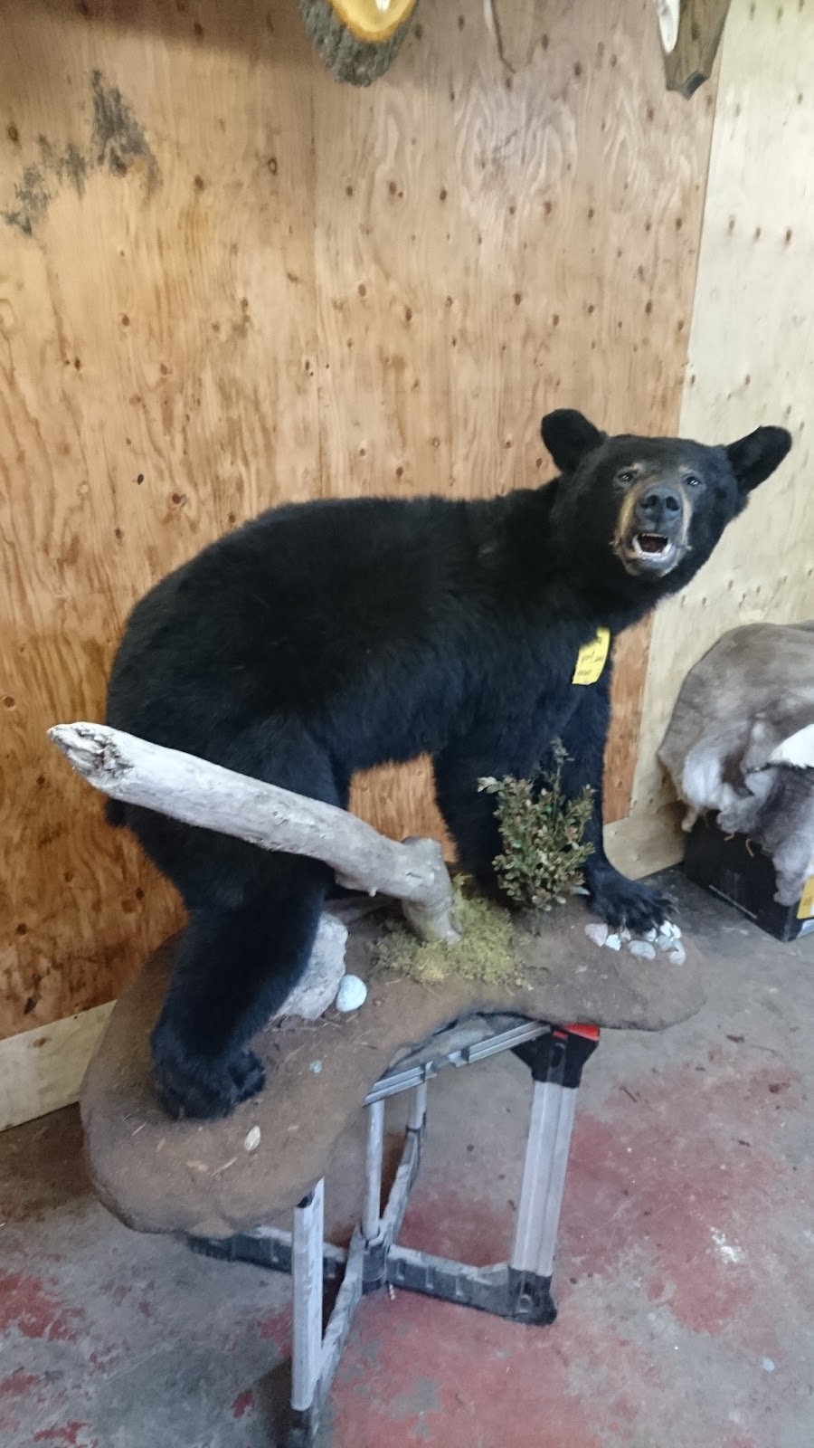 Taxidermie & Tannerie Pierre | 1960 Rue Principale, Saint-Paul-dAbbotsford, QC J0E 1A0, Canada | Phone: (450) 379-9337
