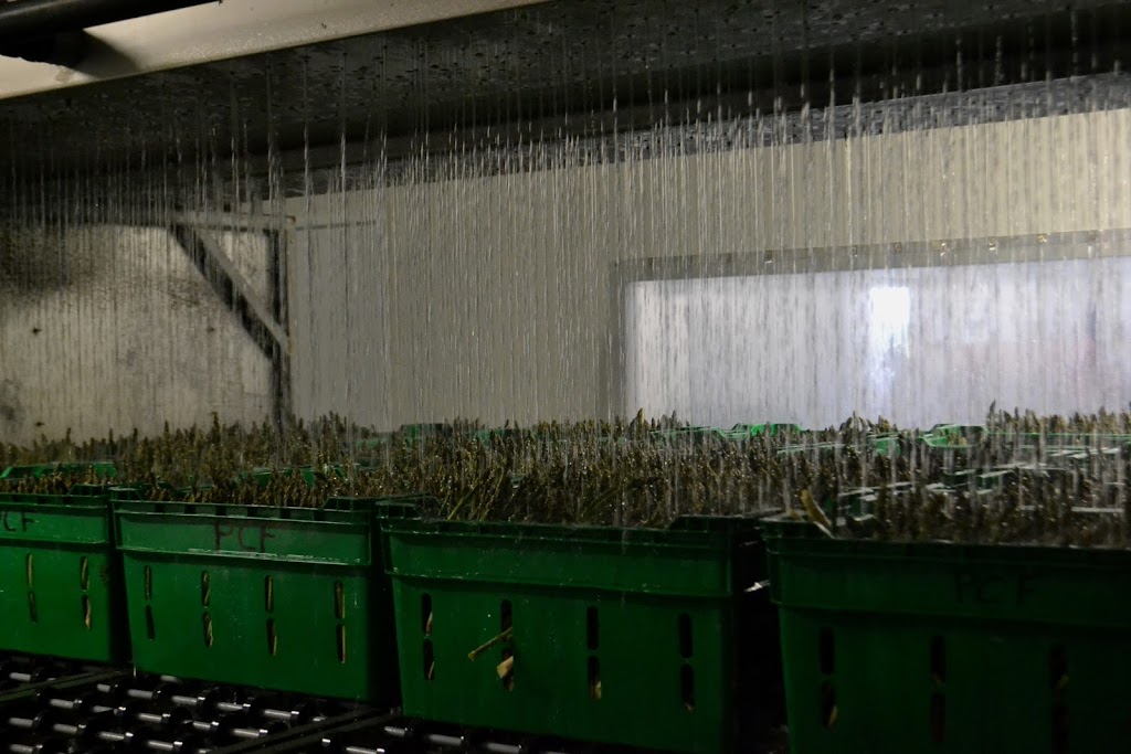 Asperges Primera | 1550 Rang St Albert, Saint-Thomas, QC J0K 3L0, Canada | Phone: (450) 803-6261